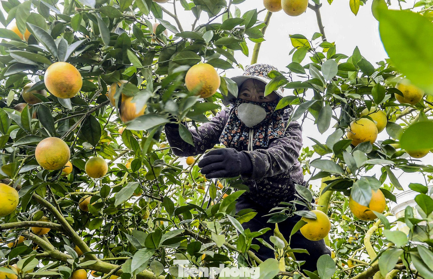 Hiện giá cam vinh lòng vàng tại các nông trại thuộc khu nông nghiệp công nghệ cao Vân Du có giá từ 20.000 - 25.000 đồng/kg. tp-15.jpg