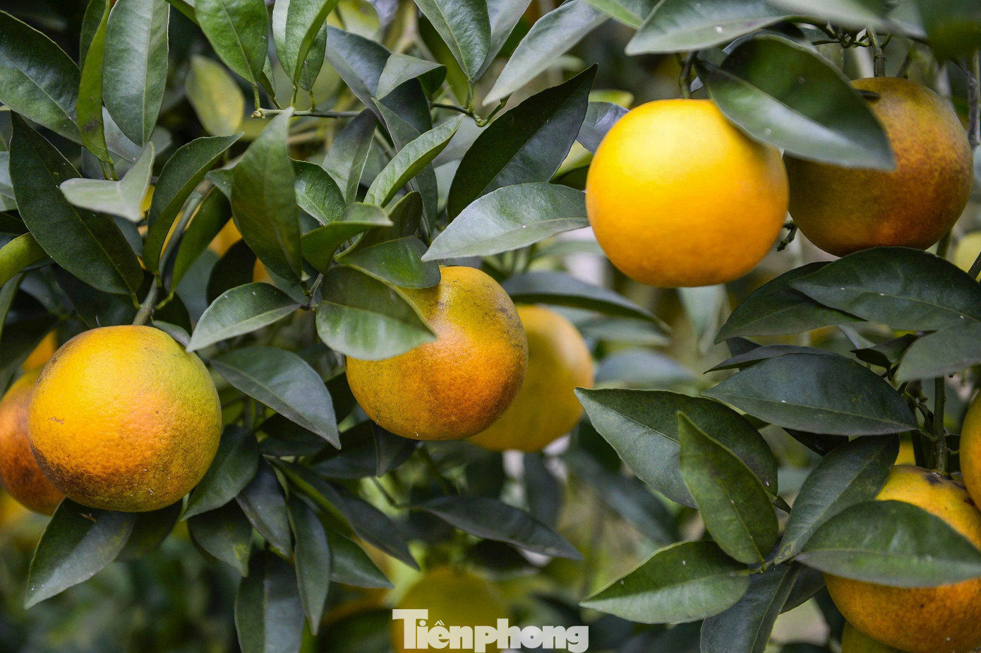 Cam vinh lòng vàng trở thành cây trồng chủ lực giúp người dân Vân Du có thu nhập ổn định. tp-8.jpg
