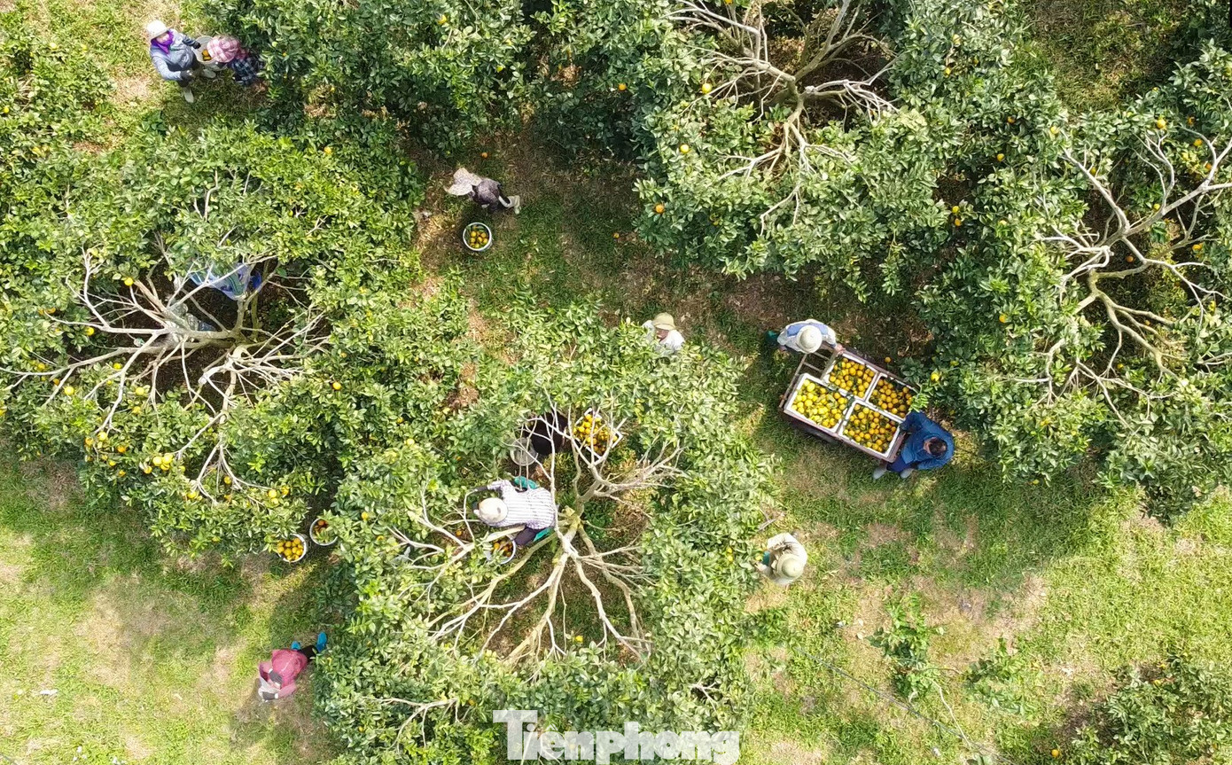 Cảnh nhộn nhịp tại các trại cam khi thương lái đến tận nông trại thu mua, phân loại cam và vận chuyển giao thương trong và ngoài tỉnh. tp-222.jpg