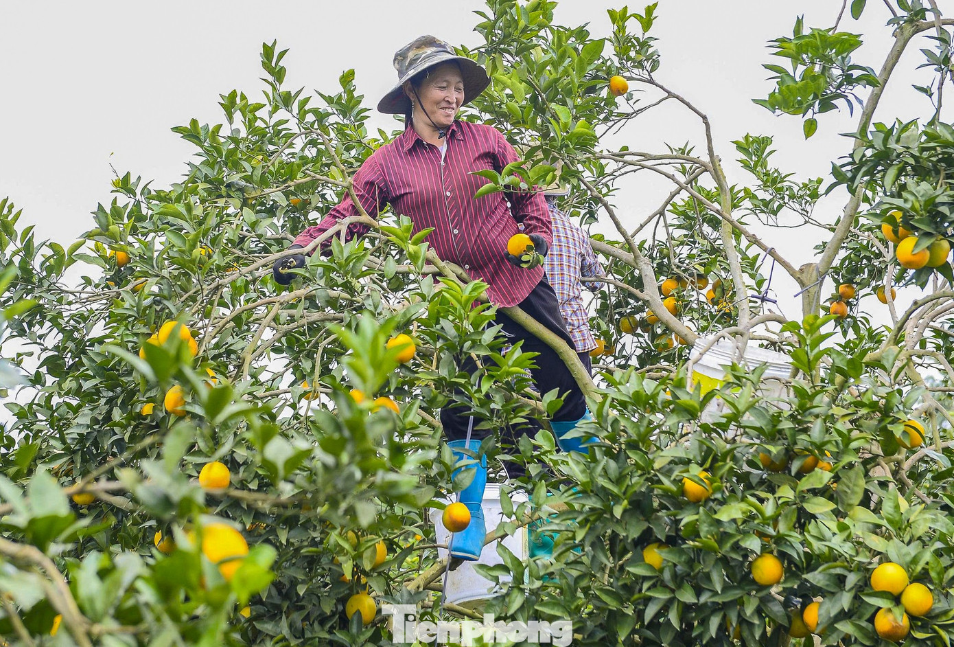 Bước vào vụ thu hoạch, mỗi ngày các nông trại thu hoạch 30-40 tấn cam. Vào thời điểm cao điểm, có trang trại phải thuê 60-80 lao động thời vụ, tạo việc làm ổn định cho người dân quanh vùng với mức thu nhập từ 5-7 triệu đồng/tháng. tp-18.jpg