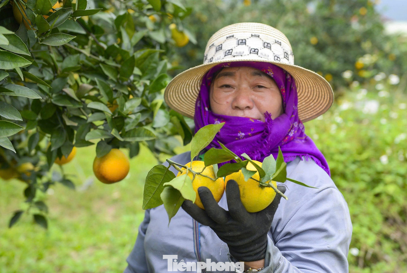 Lãnh đạo địa phương cho biết Vân Du hiện có hơn 250 ha cây có múi, trong đó hơn 100 ha thuộc vùng sản xuất nông nghiệp công nghệ cao, trong đó các nông trại lớn như Nông trại Chung Thủy, Huy Quế, Hùng Hải... Những năm qua, các loại cây có múi, đặc biệt cây cam mang lại giá trị kinh tế, thu nhập cho nhiều hộ dân trên địa bàn. tp-10.jpg