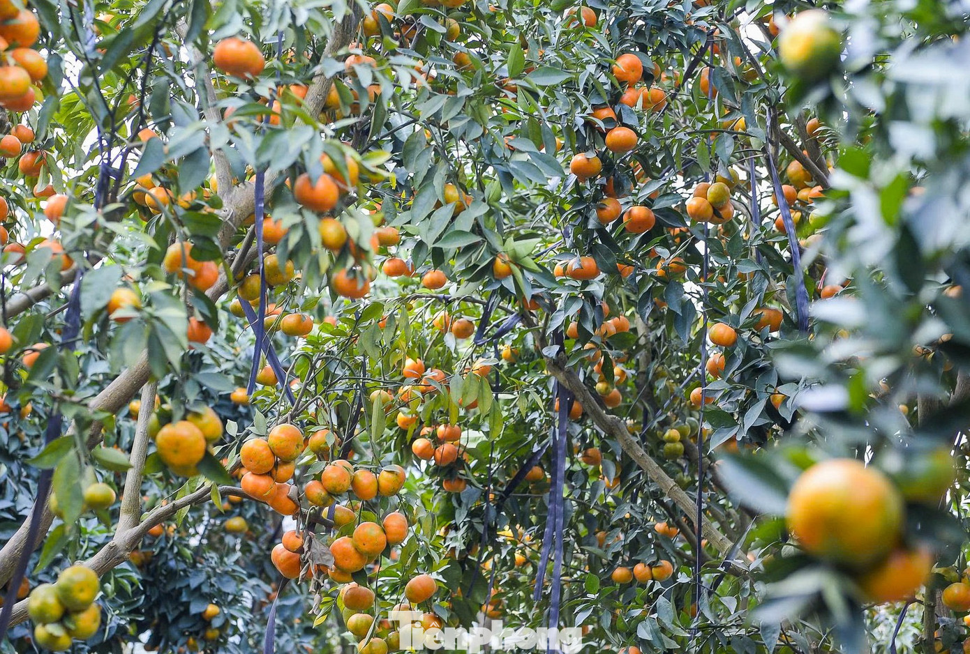 Những vườn cam vàng óng chờ thu hoạch. tp-19.jpg