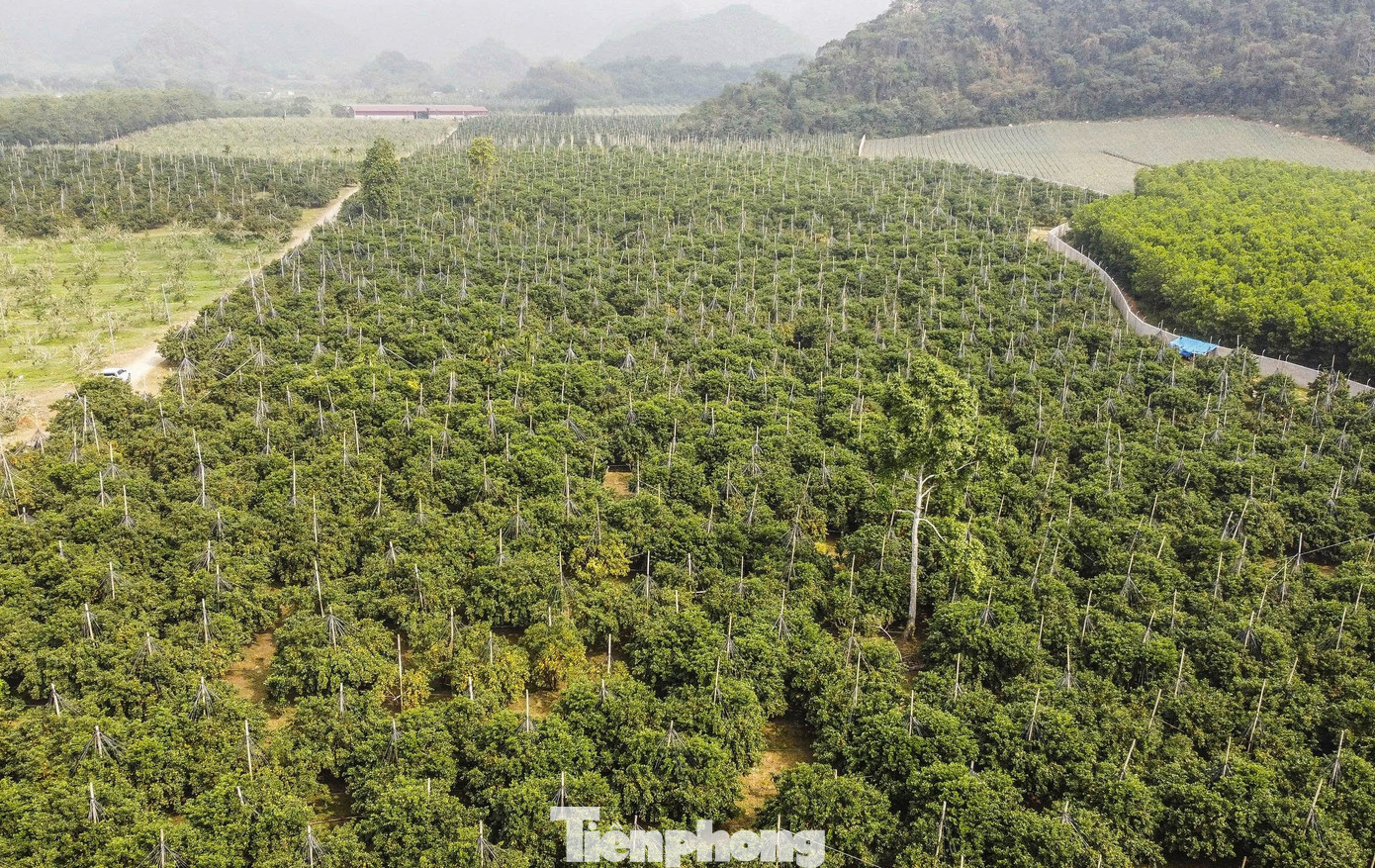 Những ngày này, người trồng cam xã Vân Du, tỉnh Thanh Hóa đang bước vào vụ thu hoạch những vườn cam sai trĩu quả, hứa hẹn mùa bội thu. tp-1.jpg