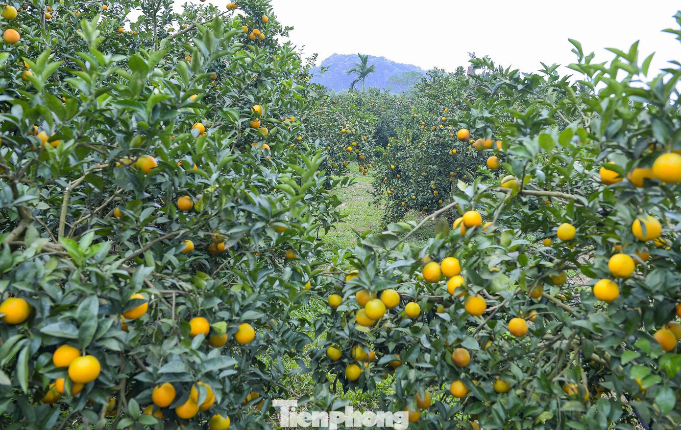 Vùng đất Vân Du có điều kiện khí hậu, thổ nhưỡng rất thích hợp cho các loại cây ăn quả, đặc biệt cây cam. Cam nơi đây chủ yếu là cam vinh lòng vàng với hương vị đặc trưng, chua nhẹ, ngọt, trở thành đặc sản cho vùng đất này và được khách hàng ưa chuộng. tp-4.jpg