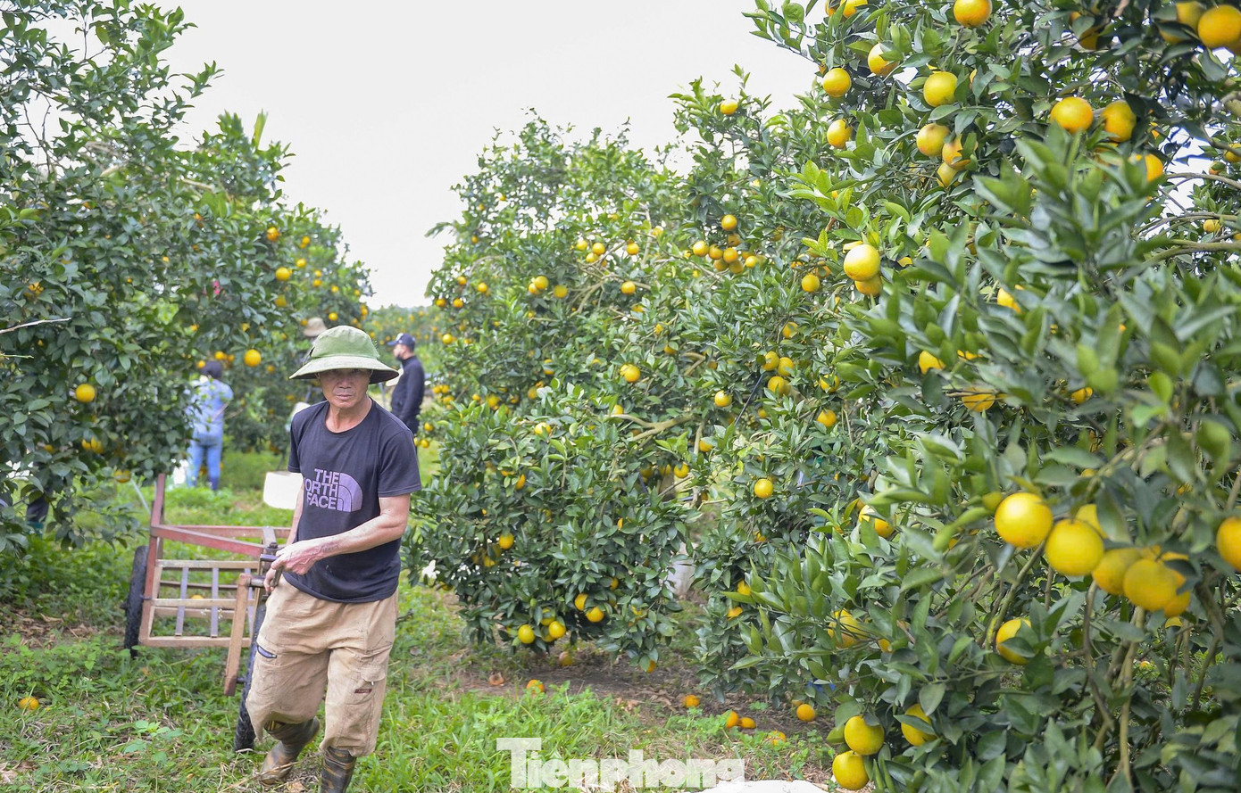 “Từ tháng 10 đến tháng 12 dương lịch hằng năm là mùa thu hoạch cam vinh lòng vàng. So với nhiều năm trước, mùa cam năm nay chất lượng tốt hơn, đặc biệt ở các vùng áp dụng quy trình chăm sóc theo tiêu chuẩn. Mỗi cây cam vinh cho năng suất khoảng 150kg”, ông Nguyễn Văn Chung - chủ trại cam ở xã Vân Du - cho hay. tp-11.jpg