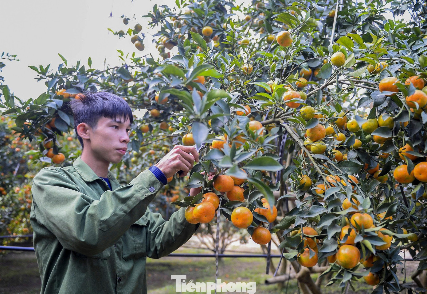 So với cam vinh lòng vàng, cam đường canh cho thu hoạch muộn hơn, vào cuối tháng 12 cho đến Tết Âm lịch. tp-13.jpg