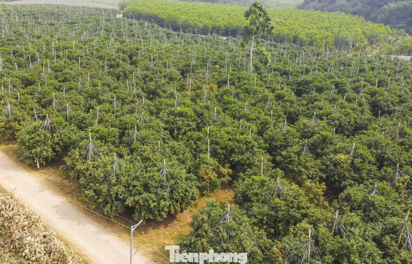 Chính quyền địa phương đang tiếp tục mở rộng diện tích đất nông lâm nghiệp để phát triển cây ăn quả, đồng thời thu hút các doanh nghiệp đầu tư vào lĩnh vực chế biến để đảm bảo ổn định đầu ra cho sản phẩm, tránh việc được mùa mất giá. Cùng với đó là xây dựng các chuỗi liên kết sản xuất từ sản xuất cho đến tiêu thụ sản phẩm để đảm bảo ổn định và nâng cao thu nhập cho người dân trên địa bàn. tp-16.jpg