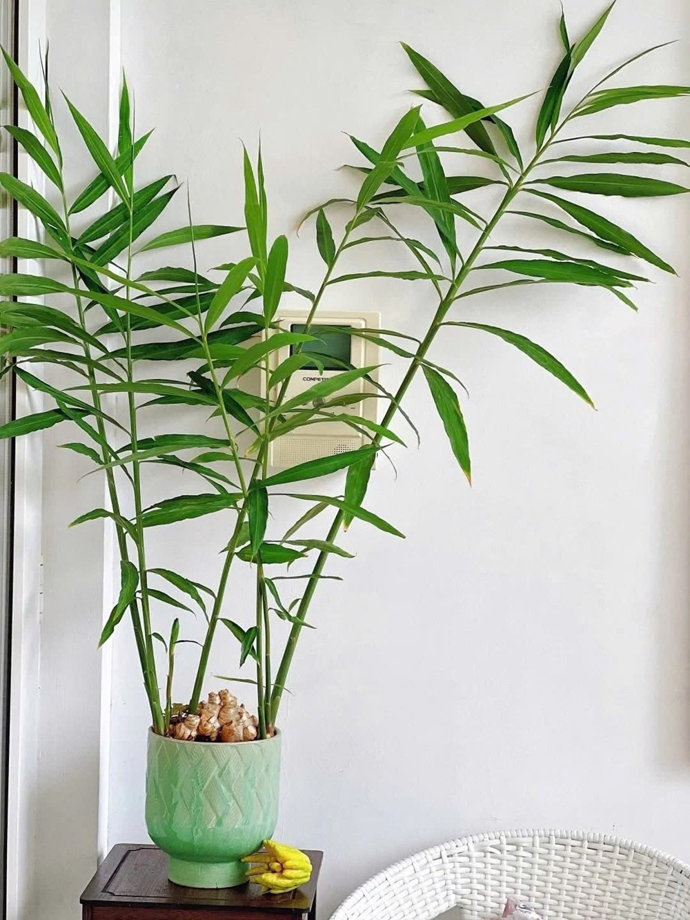 Vì sao ngày càng nhiều người trồng gừng trong nhà? - ảnh 2