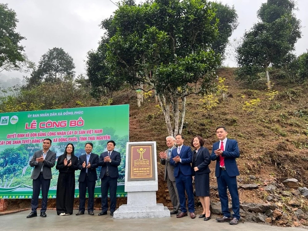 12 cây chè tại Thái Nguyên được công nhận là Cây Di sản Việt Nam - ảnh 2