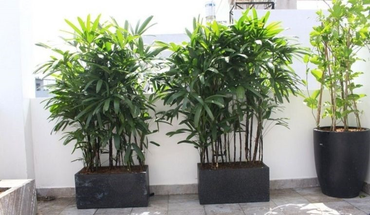 6 loại cây được ví như 'máy lọc không khí' tự nhiên, hút bụi mịn cực tốt - ảnh 4