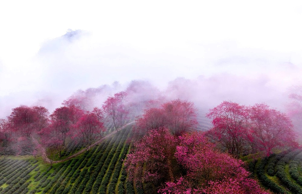 Đồi chè nằm ở độ cao 1.800m, được ví như 'viên ngọc xanh' của cung đèo ngoạn mục bậc nhất miền Bắc - ảnh 4