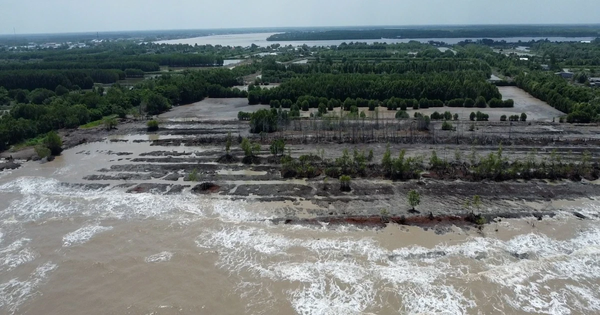 Mỗi năm mất hơn 50m đất ven biển Cà Mau