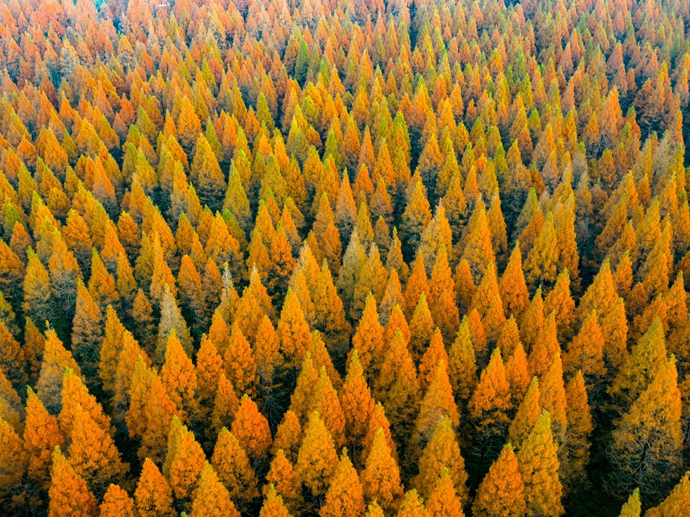 Trung Quốc đối mặt hạn hán vì... trồng 78 tỷ cây xanh? - ảnh 2