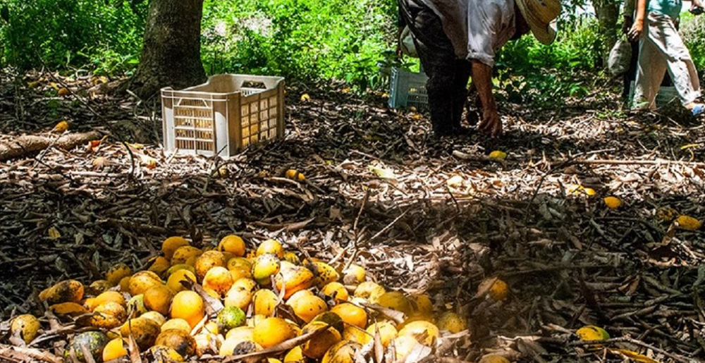 Nghịch lý tại Cuba: 'Vàng' rơi đầy gốc nhưng không thể nhặt, muốn đem bán lấy tiền cũng khó