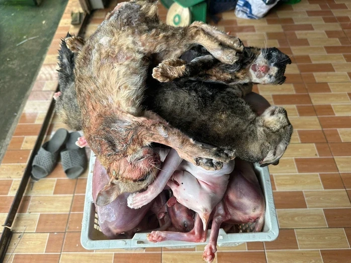 Bắt quả tang hơn 700kg mèo không rõ nguồn gốc trong kho lạnh ở Đồng Tháp