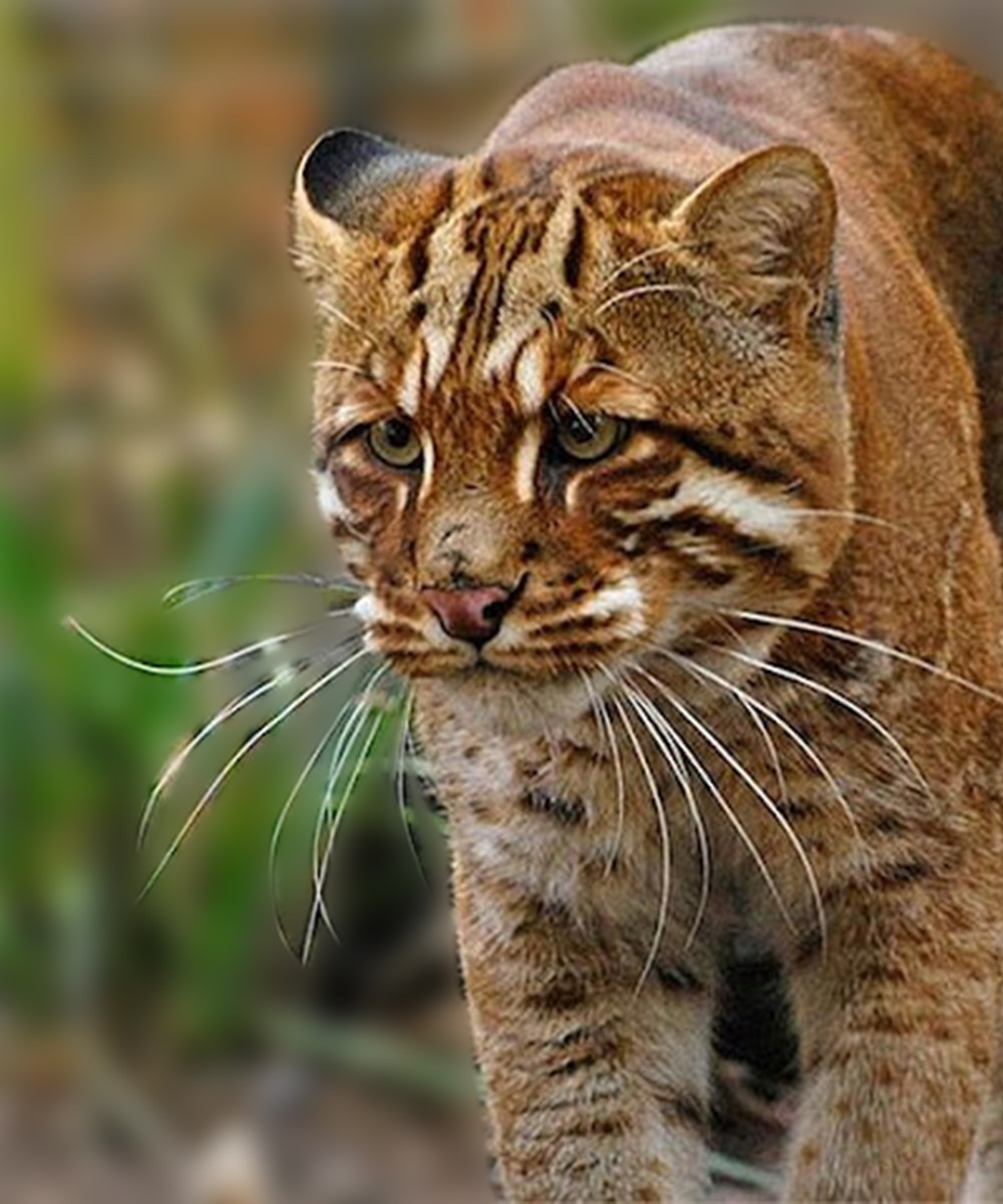 Việt Nam phát hiện beo lửa đặc biệt quý hiếm trong tự nhiên - ảnh 2