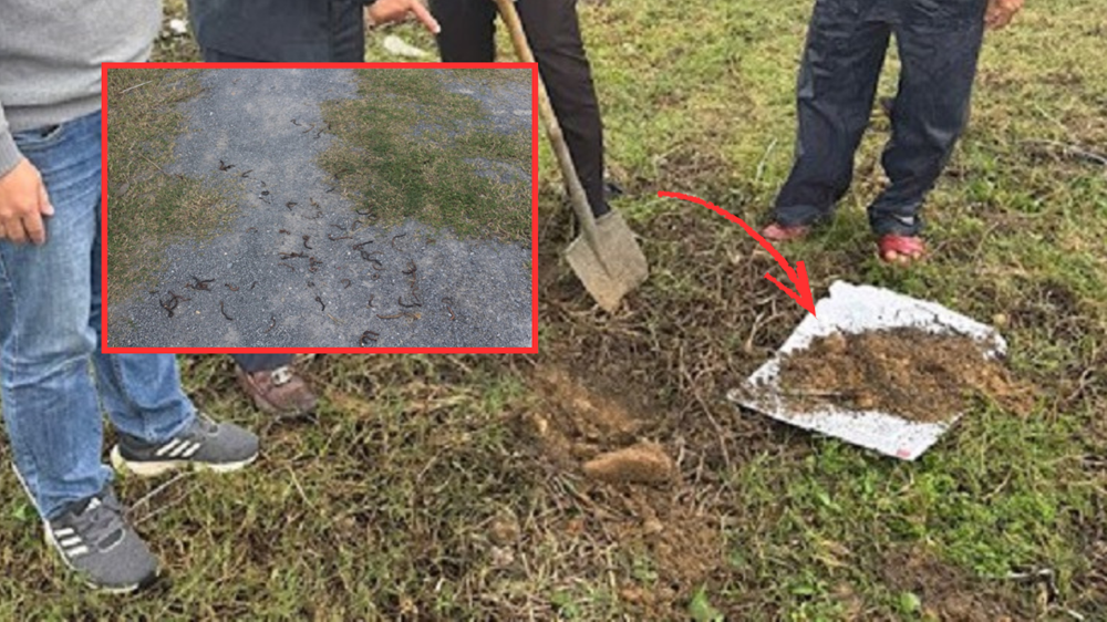 Đã tìm ra nguyên nhân giun chết la liệt trên đất ở Quảng Trị