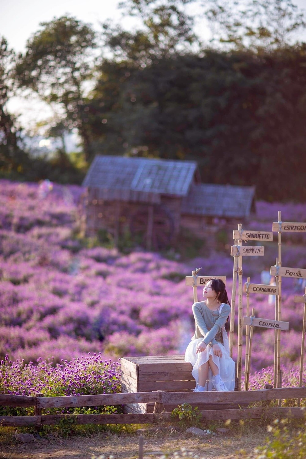 Phát hiện vườn hoa bách nhật nở rộ, đẹp như trời Âu giữa Hà Nội - ảnh 5