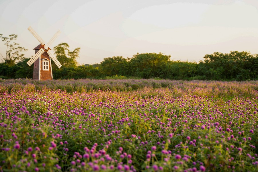 Phát hiện vườn hoa bách nhật nở rộ, đẹp như trời Âu giữa Hà Nội - ảnh 4