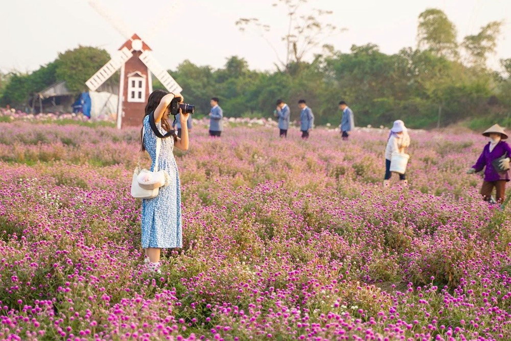 Phát hiện vườn hoa bách nhật nở rộ, đẹp như trời Âu giữa Hà Nội - ảnh 3