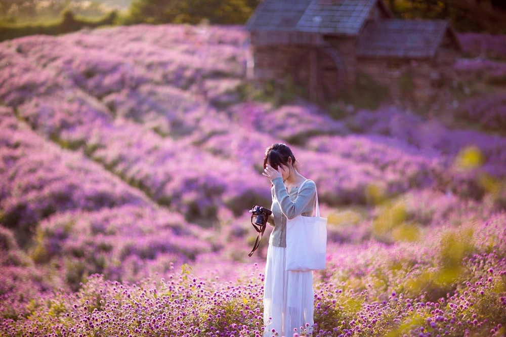 Phát hiện vườn hoa bách nhật nở rộ, đẹp như trời Âu giữa Hà Nội - ảnh 1