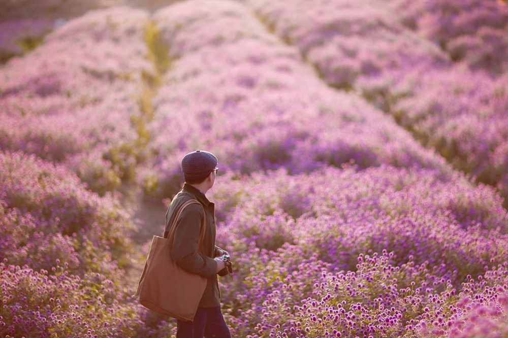 Phát hiện vườn hoa bách nhật nở rộ, đẹp như trời Âu giữa Hà Nội - ảnh 2