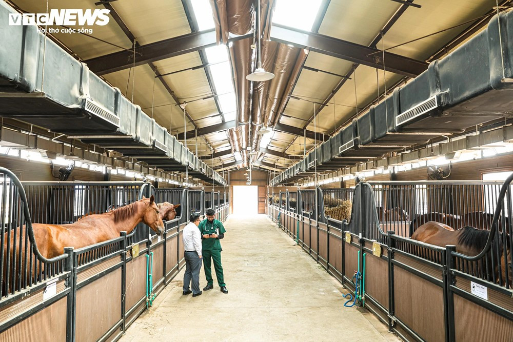 Nơi duy nhất Việt Nam nuôi dưỡng giống ngựa 'đẹp nhất thế giới' có giá triệu đô, cách Hà Nội chỉ hơn 100km - ảnh 4
