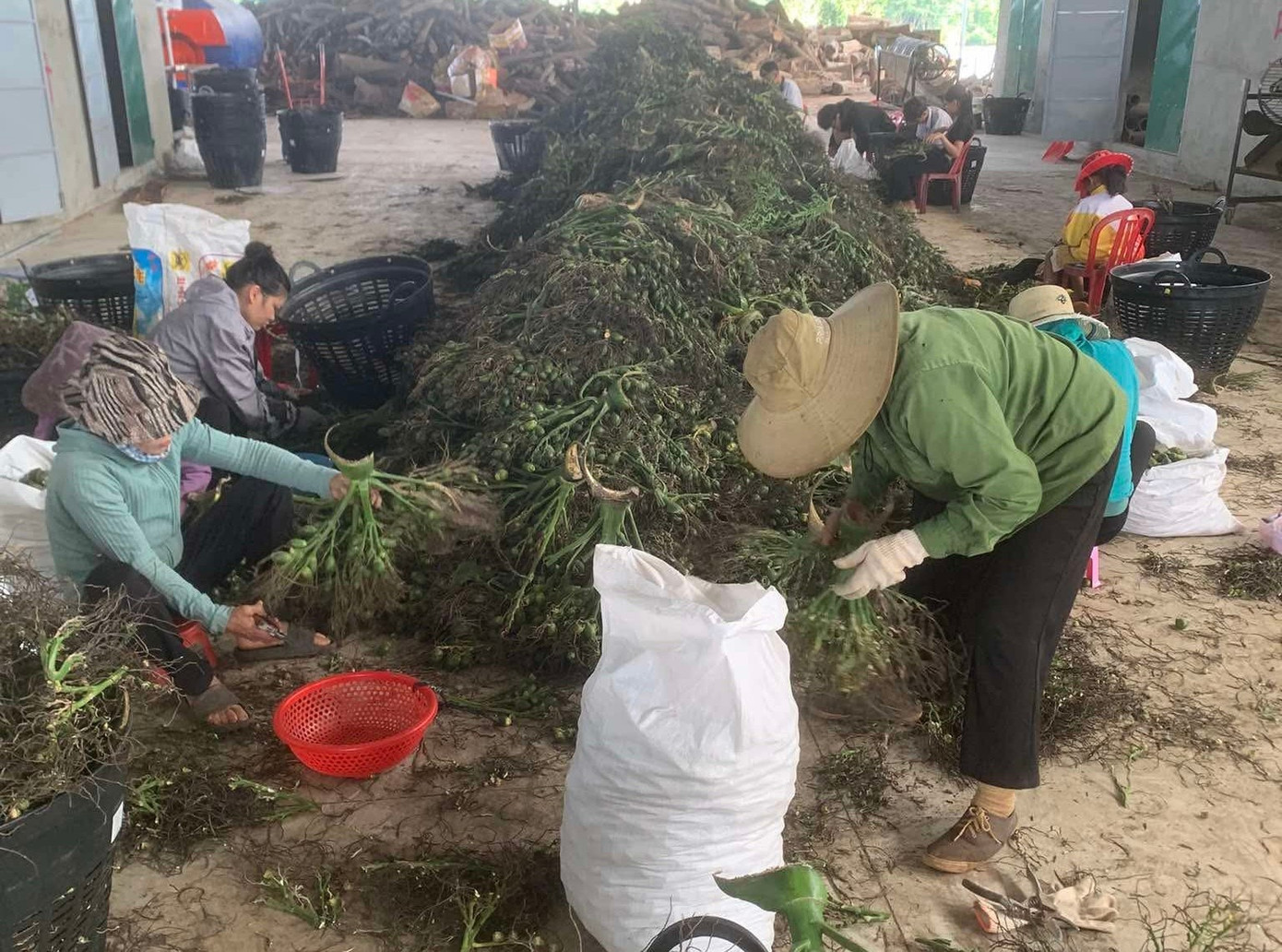 Thương lái Trung Quốc kén hàng khiến giá cau giảm mạnh. 4f41ca7fbdee24f6cba7e8b2a3e1c1b5.jpg