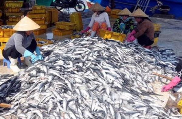 Kiếm tỷ USD từ xuất khẩu, 'mỏ vàng dưới nước' của Việt Nam bán giá bao nhiêu tại chợ, siêu thị?