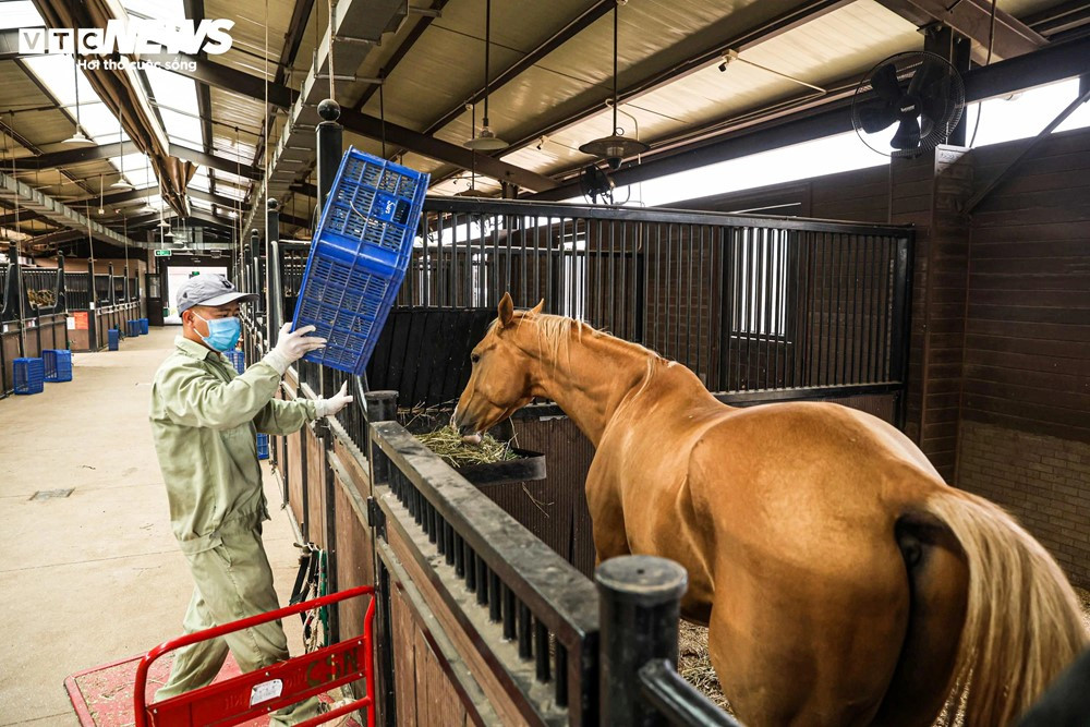 Nơi duy nhất Việt Nam nuôi dưỡng giống ngựa 'đẹp nhất thế giới' có giá triệu đô, cách Hà Nội chỉ hơn 100km - ảnh 3