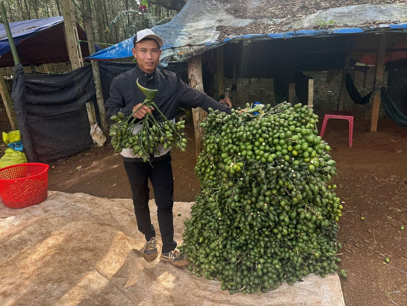 Ông An cho biết hiện tại chỉ mua cau dài, không mua cau tròn. cau-giam-dung-luong.jpg