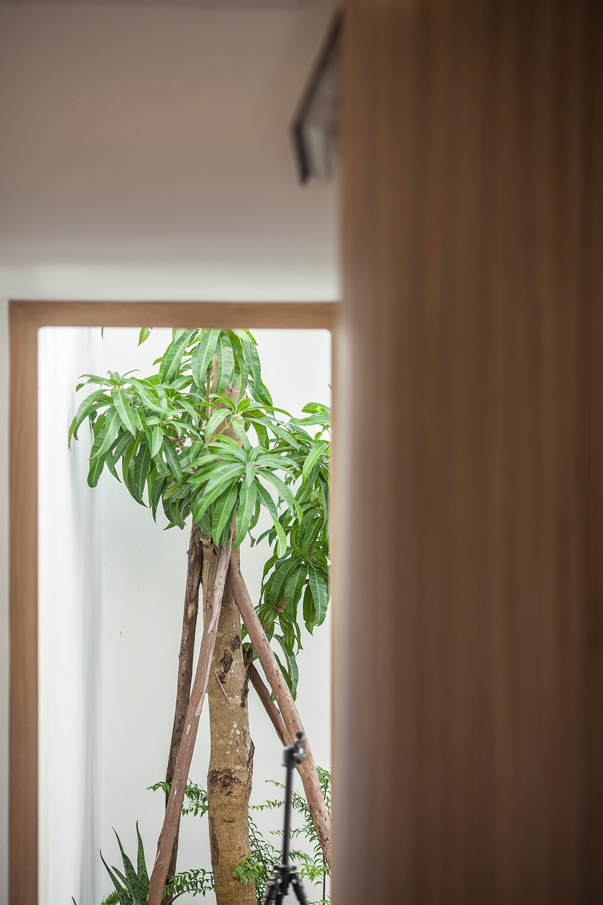 Sống trọn trong không gian xanh mát với kiến trúc mở giữa lòng TP- Ảnh 7.