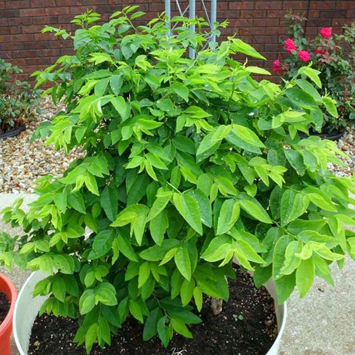 Loại rau ở Việt Nam ngày xưa mọc bờ rào, nay được xem là kho canxi, hàm lượng sắt còn hơn cả thịt bò - ảnh 1