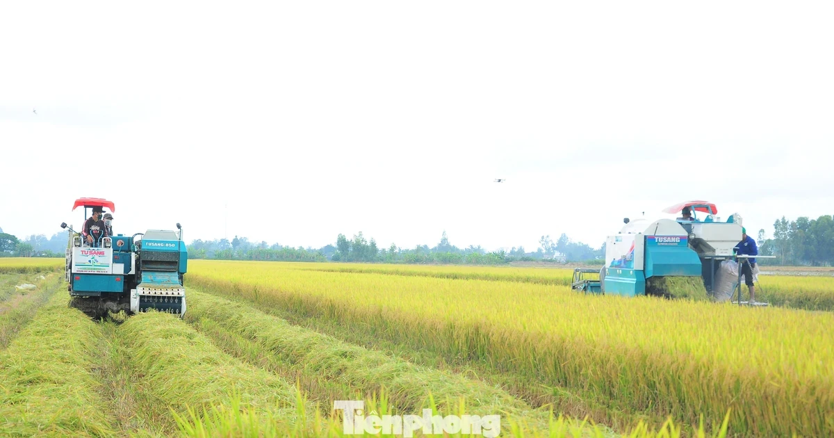 Trồng lúa giảm phát thải lợi nhuận tăng ít nhất 20%
