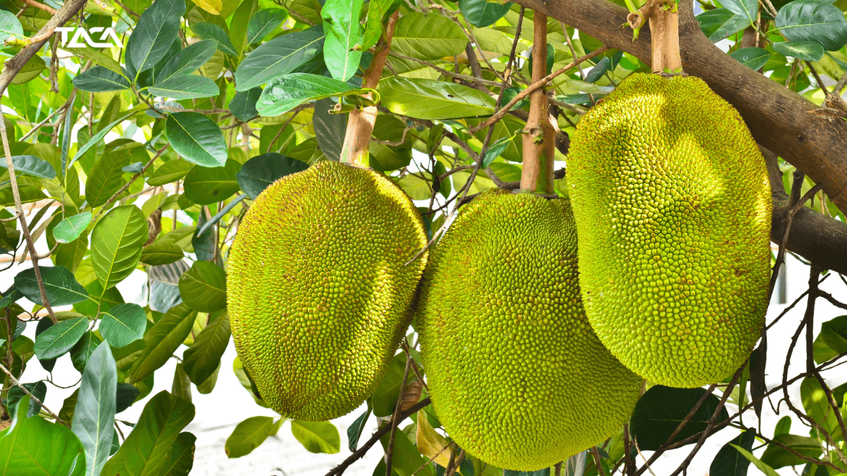 co-cau-xuat-khau-may-tre-dan-59-1200x675.png