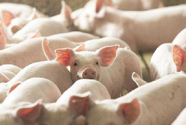 Giá heo hơi miền Bắc nhích lên, miền Nam tiếp tục 'neo' đáy 60.000 đồng/kg