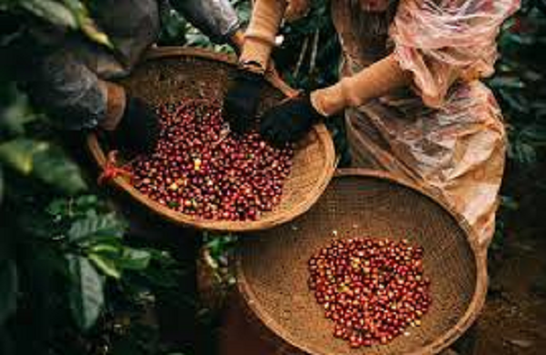 Việt Nam sở hữu một loại vàng đen được Đức 'mê như điếu đổ', chi tiền khủng để săn lùng