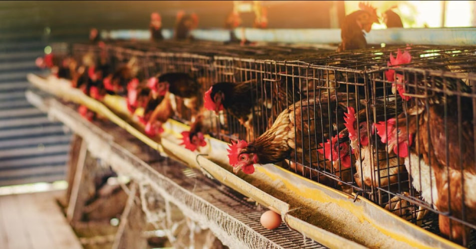 Nông dân Hải Phòng nuôi gà bằng công nghệ thông minh, lãi tiền tỷ ngay lứa đầu