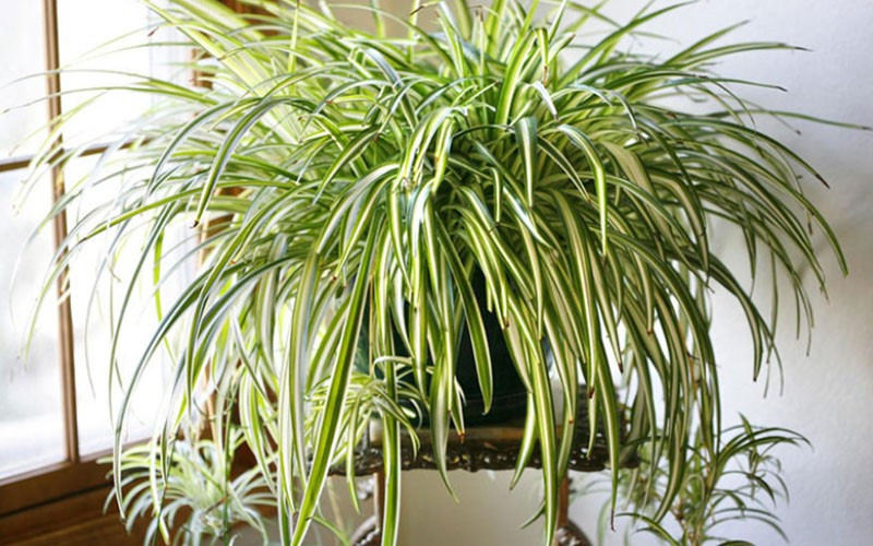 Người trồng cây thông minh chọn 4 'nhóm cây vàng' này để cải thiện sức khỏe và không gian sống - ảnh 2