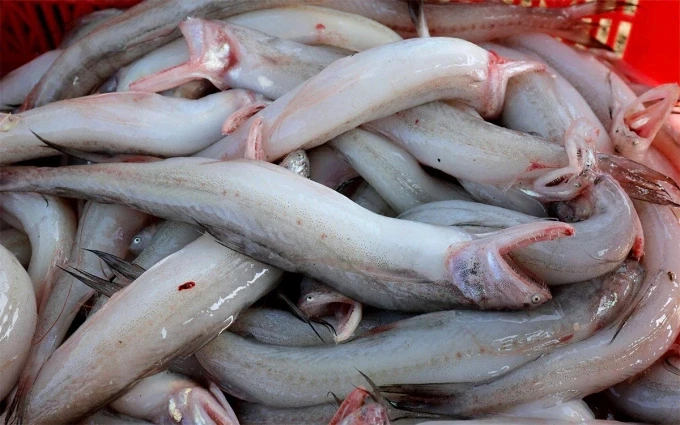 Phát hiện cá cháo ướp formol tại chợ Hà Tĩnh, 5/7 mẫu không đảm bảo an toàn