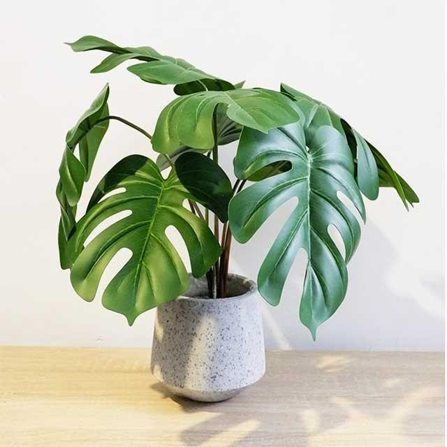 Người trồng cây thông minh chọn 4 'nhóm cây vàng' này để cải thiện sức khỏe và không gian sống - ảnh 3