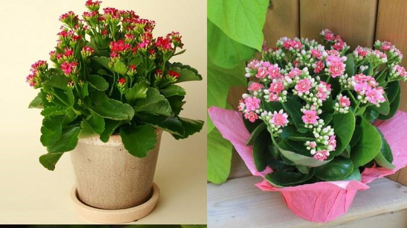 Người trồng cây thông minh chọn 4 'nhóm cây vàng' này để cải thiện sức khỏe và không gian sống - ảnh 1