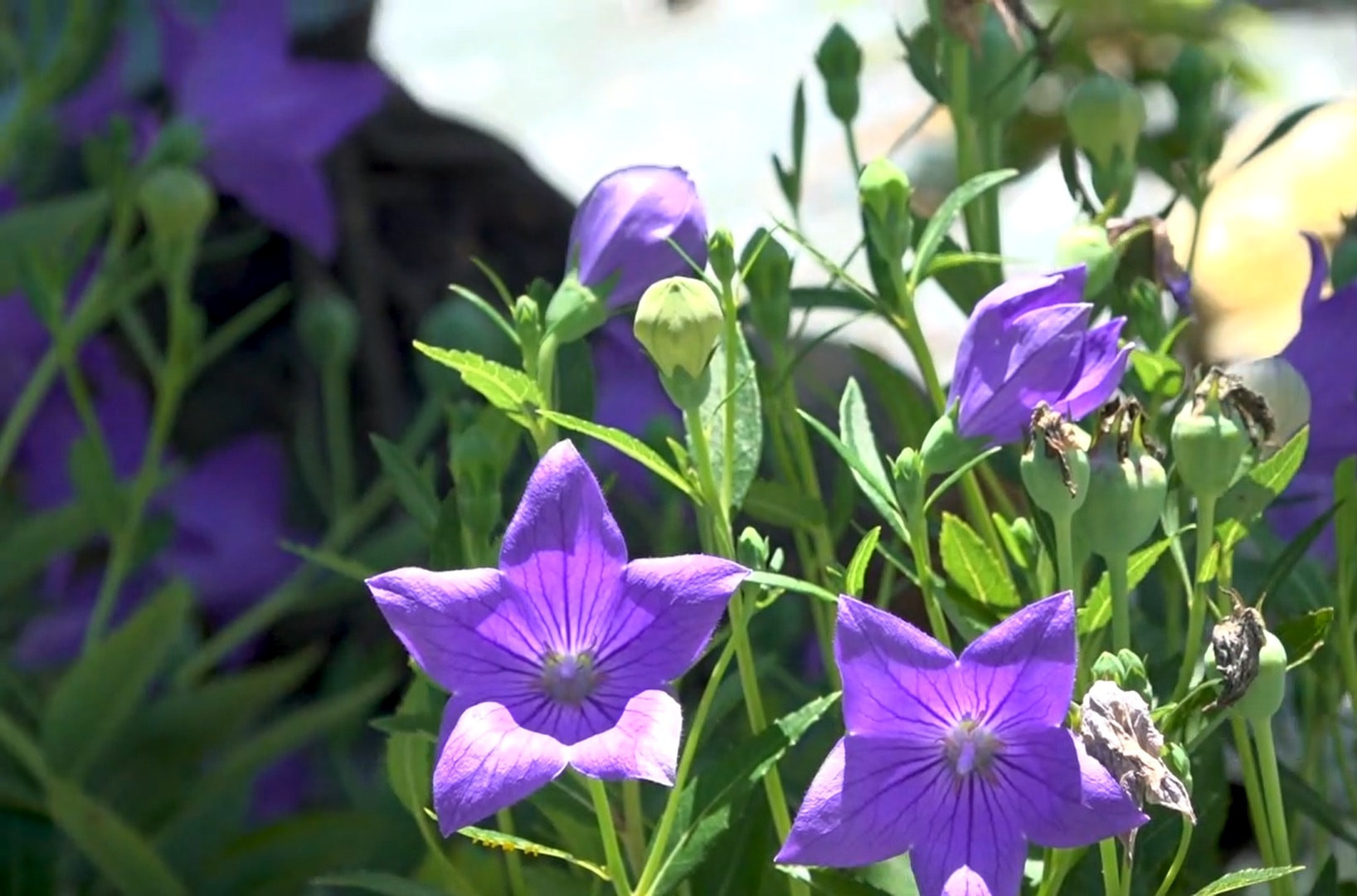 Dự án dược liệu quý 200 tỷ đồng tại Quảng Ngãi sắp được gỡ khó