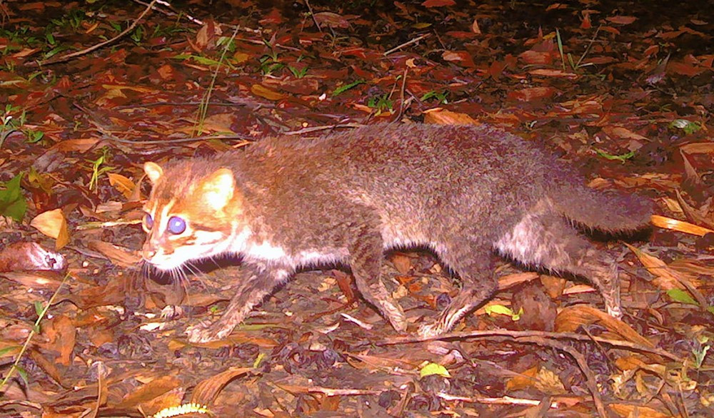 Loài động vật siêu quý hiếm, tưởng tuyệt chủng hơn 30 năm bất ngờ ‘tái xuất’ - ảnh 2