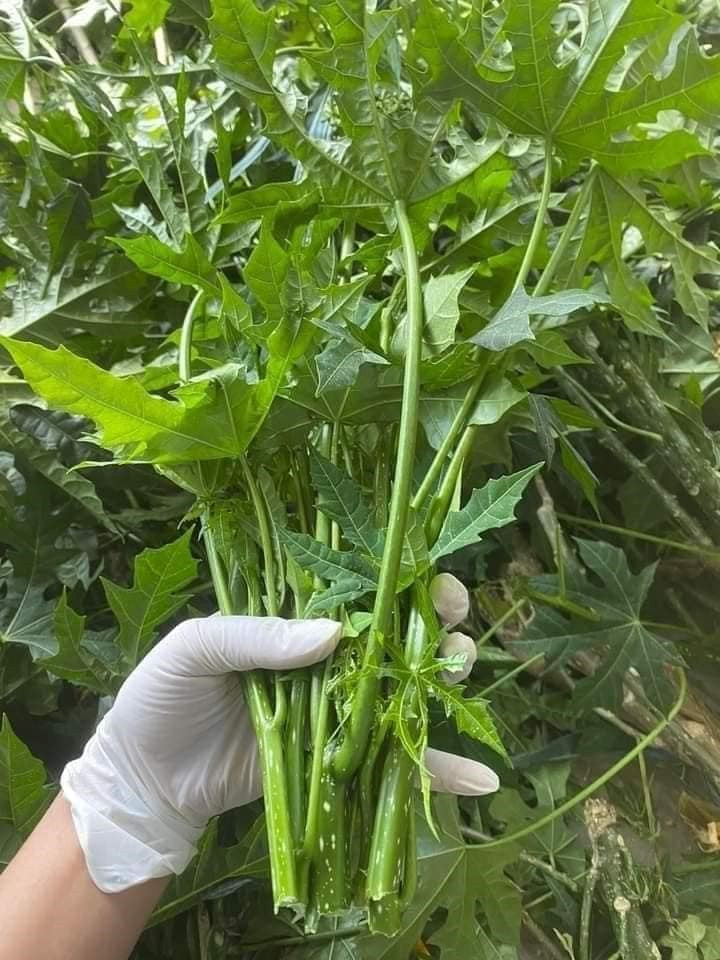 Việt Nam có loại rau ngọt như mì chính, cực nhiều dinh dưỡng nhưng tiếc là ít người biết đến để ăn - ảnh 1