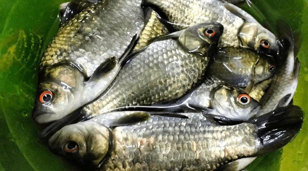 Láng giềng Việt Nam chỉnh sửa gen tạo nên cá diếc không xương dăm, đột phá sinh học khiến giới khoa học sửng sốt