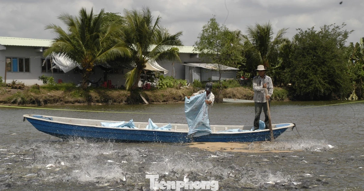 Giá cá tra giống tăng mạnh, người nuôi lo 'treo ao'