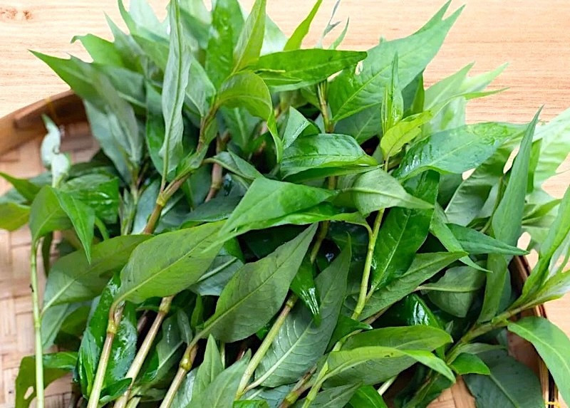 Loại rau ăn kèm quen thuộc của người Việt là bài thuốc quý chữa bách bệnh - ảnh 3