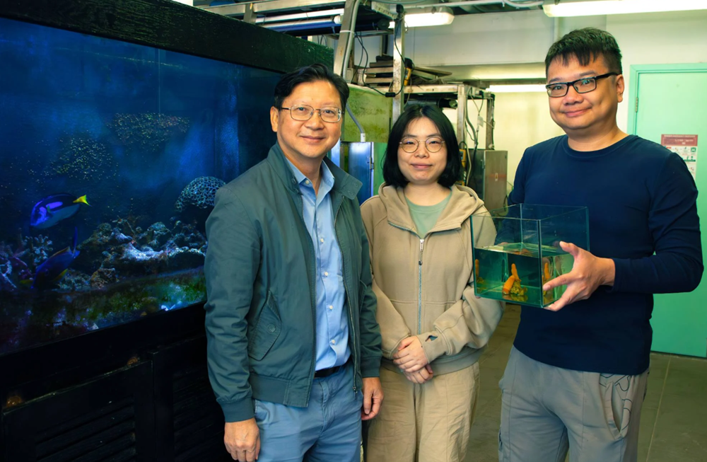 Phát hiện 2 loài san hô chưa từng được ghi nhận trước đây - ảnh 2