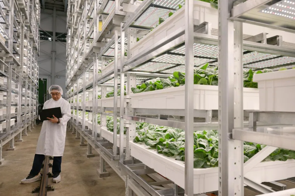 Quốc gia Đông Nam Á trình làng trang trại thẳng đứng trong nhà cao nhất thế giới, vốn đầu tư hơn 1.600 tỷ đồng - ảnh 2